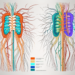 The spinal cord