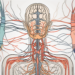 A human nervous system highlighting the parasympathetic nerves