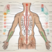 The human spinal cord highlighting the epidural space and the parasympathetic nerves