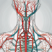 The human nervous system highlighting the parasympathetic nerve branches