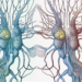 The human nervous system highlighting the parasympathetic nerves