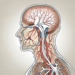 The human nervous system with a focus on the parasympathetic nerve