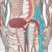 The human digestive system with a focus on the parasympathetic nerves