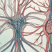 The human nervous system focusing on the parasympathetic nerves