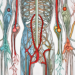 The human nervous system highlighting the parasympathetic nerve receptors