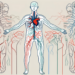 The human nervous system highlighting the parasympathetic nerves