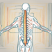 The human spine with highlighted parasympathetic nerve fibers