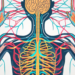 A human nervous system with a focus on the parasympathetic nerves