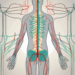 The human nervous system highlighting the parasympathetic nerves and the femoral artery