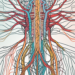 The human nervous system highlighting the sympathetic and parasympathetic nerves