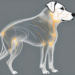 A dog in a relaxed posture with a highlighted and detailed representation of the pelvic parasympathetic nerve system