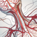 The human nervous system highlighting the parasympathetic nerves that connect to the bladder