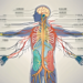 The human body highlighting the parasympathetic nervous system