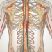 A human body showing the parasympathetic nerve system