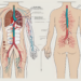 A human digestive system with highlighted areas showing the parasympathetic nerve network