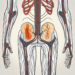 A pelvic region with highlighted nerves