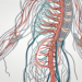 The vagus nerve with highlighted parasympathetic nerve fibers