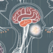 The brain with highlighted areas where acetylcholine acts as a neurotransmitter