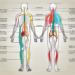 The posterior parasympathetic nerve in detail