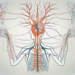 The parasympathetic nervous system