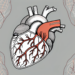 The human heart showing the parasympathetic nerve fibers innervating it