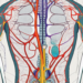 The pelvic region showing the pelvic parasympathetic nerve in detail