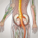 The human nervous system highlighting the parasympathetic nerve endings in the buttocks region