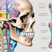 The parasympathetic nerve intertwined with the maxillary bone