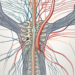 A parasympathetic nerve fiber with visible stimulation signals