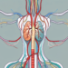 The vagus nerve showing its connection to various organs