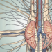 The human nervous system highlighting the parasympathetic nerves