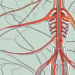 The human nervous system highlighting the sympathetic and parasympathetic nerve pathways